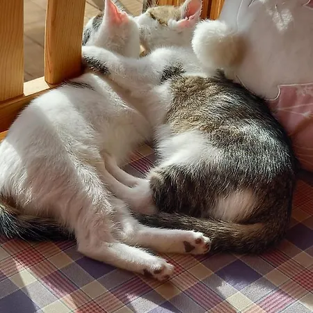 Daire St. Andrae Im Lungau - Ruhe Und