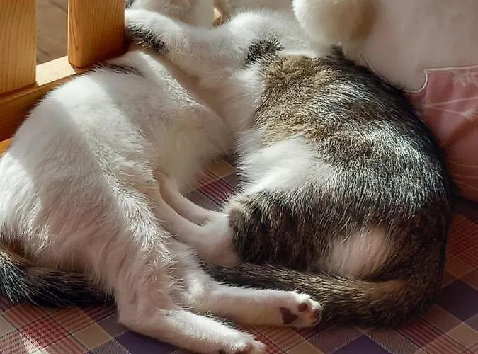 Apartment St. Andrä Im Lungau - Ruhe Und